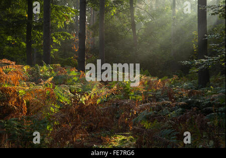 Raggi di sole catturato all'inizio di mattina nebbia persistente tra i pini e faggi di abeti Harlestone all'inizio dell'autunno, Northamptonshire, Inghilterra Foto Stock