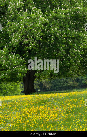 Fioritura di ippocastano e prato renoncules entro il parco della Hughenden Manor estate, Buckinghamshire, Inghilterra Foto Stock