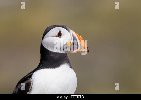 Atlantic puffin (Fratercula arctica) adulto in allevamento del piumaggio in piedi sulle rocce, farne Islands, Northumberland, Inghilterra Foto Stock