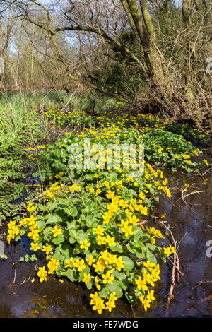 Marsh marigold Caltha palustris a Coed-y-Cerrig riserva naturale, Wales, Regno Unito Foto Stock