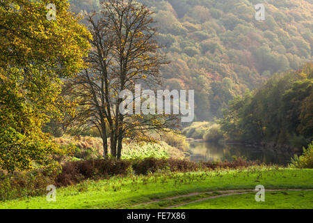Accanto al fiume Wye a Bigsweir tra Chepstow e Monmouth in autunno dorato chiaro, abbassare Wye Valley, Monmouthshire, Galles. Foto Stock