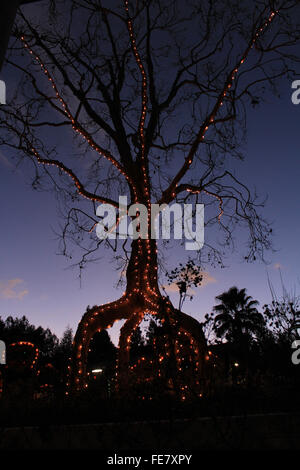 Circus albero a Gilroy giardino brian mcguire Foto Stock