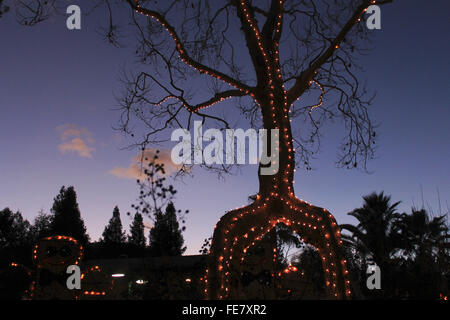 Circus albero a Gilroy giardino brian mcguire Foto Stock