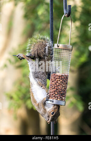 Scoiattolo grigio Sciurus carolinensis rubare cibo da un giardino bird feeder, Llanfoist, Wales, Regno Unito Foto Stock