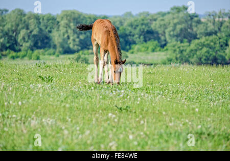 I cavalli pascolano vicino al fiume. Foto Stock