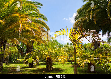 Tropicale Giardino Botanico nella città di Funchal, l'isola di Madeira, Portogallo Foto Stock