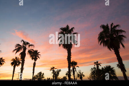 Palm Tree West Coast della California tropicale skyline al tramonto Foto Stock