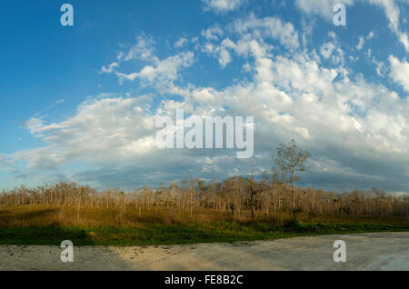 Bellissima scena in Florida Everglades paesaggio. Florida Foto Stock