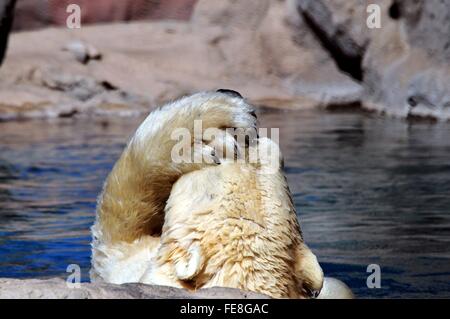 Orso polare nella zampa di stagno sulla sua testa Foto Stock