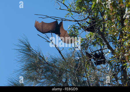 Volpi volanti colonia, Baldwin palude, Bundaberg, Queensland, Australia Foto Stock