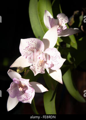 Bouquet di Diacattleya pizzo Chantilly Twinkle. Foto Stock