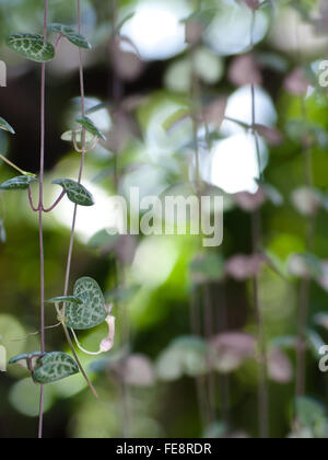 Stringa di cuori con il fiore può utilizzare per il giorno di san valentino o tema d'amore. Foto Stock