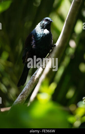 Nativo di Nuova Zelanda bird Tui - il maschio Tui con il pennacchio bianco è considerato una icona nazionale Foto Stock