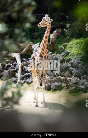 La giraffa visto attraverso il foro in rami di alberi Foto Stock