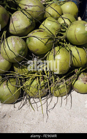 I grappoli di noci di cocco verde impilati pronti per essere reso in bevande rinfrescanti da venditori sulla spiaggia per i turisti in Pattaya Thailandia Foto Stock