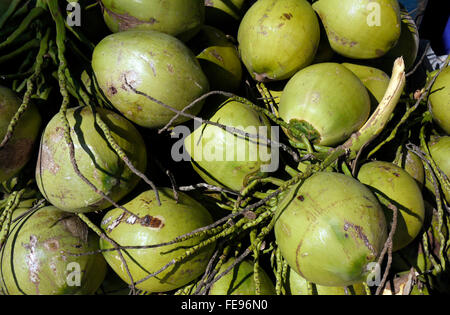 I grappoli di noci di cocco verde impilati pronti per essere reso in bevande rinfrescanti da venditori sulla spiaggia per i turisti in Pattaya Thailandia Foto Stock