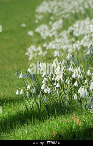 Galanthus. Snowdrops nell'erba. Cotswolds. Regno Unito Foto Stock