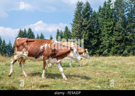 Due bianco e marrone di vacche a piedi lungo un alpeggio con pino sullo sfondo Foto Stock