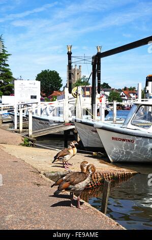 Quattro oche egiziane in piedi con le barche lungo il fiume Tamigi, Henley-on-Thames, Oxfordshire, Inghilterra, Regno Unito, Europa occidentale. Foto Stock