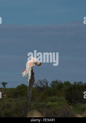 Grandi Mitchell's (rosa/Leadbeaters) Cacatua alimentando in Outback Australia Foto Stock