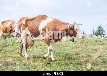 Una mucca skinny camminando su un pascolo con una campana attorno al collo e coperto da mosche Foto Stock