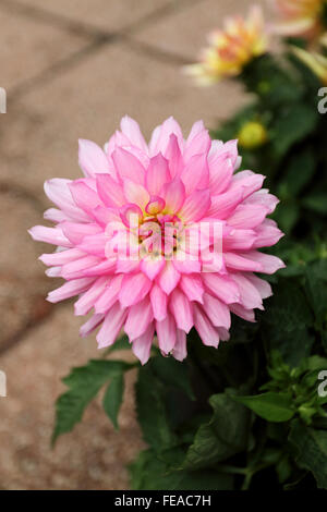 Dahlia pinnata o noto come Dahlia Foto Stock