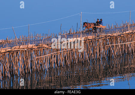 Cavallo carrello attraversa il ponte di bambù sul fiume Mekong, Kampong Cham, Cambogia. © Kraig Lieb Foto Stock