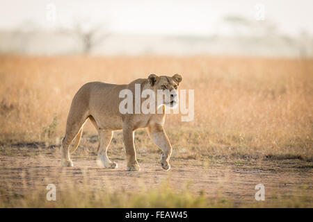 La leonessa africana che stalking preda nel Parco Nazionale del Serengeti Tanzania Foto Stock
