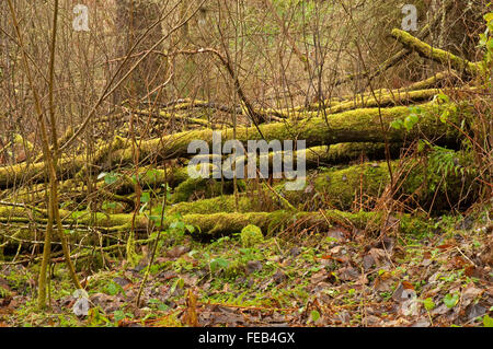 Albero caduto coperte di muschio Foto Stock