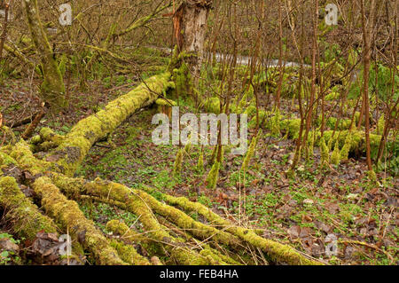 Moss coperto piano di bosco Foto Stock