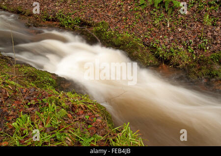 Il Fairy Glen Stream vicino Rosemarkie Foto Stock