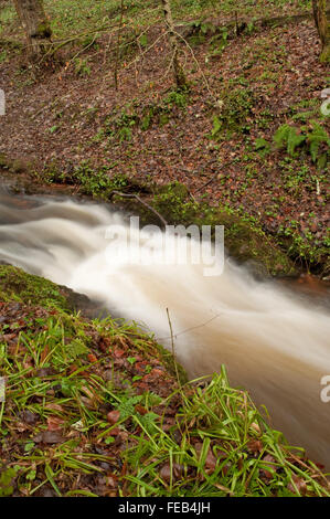 Il Fairy Glen Stream vicino Rosemarkie Foto Stock