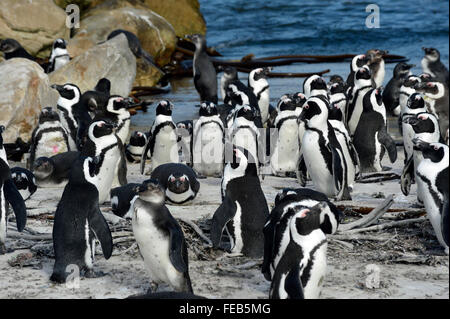 I Penguins africani, Stoney Point, Betty's Bay, Western Cape, Sud Africa Foto Stock
