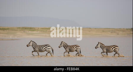 Tre zebra pianure per adulti che attraversano il fiume nel Parco Nazionale Serengeti Tanzania