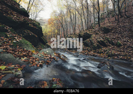 Autumn mountain river in forest, natural landscape Foto Stock