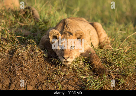 African Lion cub in appoggio nel cratere di Ngorongoro Tanzania Foto Stock