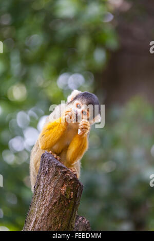 Scimmia di scoiattolo in un involucro esterno in un zoo britannici Foto Stock