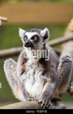 Anello lemure codato (Lemur catta), rilassante sotto il sole in un zoo in Inghilterra Foto Stock