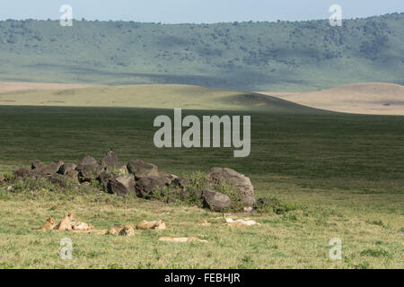 African Lion pride in appoggio nel cratere di Ngorongoro Tanzania Foto Stock