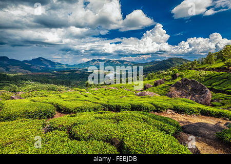 Le piantagioni di tè e il fiume in colline, Kerala, India Foto Stock