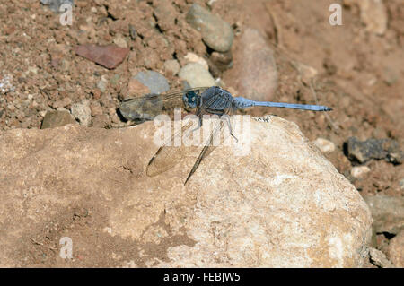 Southern Skimmer Dragonfly - Orthetrum brunneum maschio su rock Foto Stock