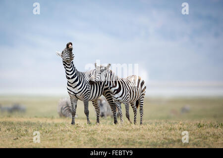 Due pianure Zebra combattendo mostrando denti nelle pianure del cratere di Ngorongoro in Tanzania Foto Stock