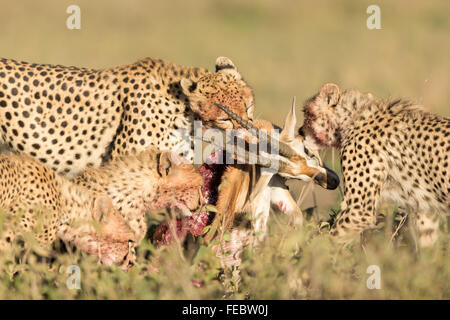 Quattro Sub adulto alimentazione ghepardo su gazelle nel Parco Nazionale del Serengeti Tanzania Foto Stock