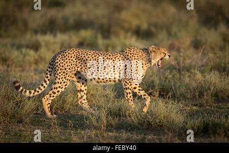 Maschio africano Cheetah camminare e sbadigli nel Parco Nazionale del Serengeti Tanzania Foto Stock