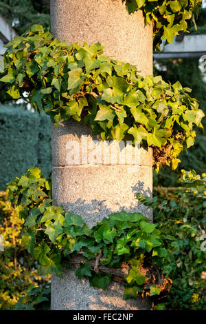 Ivy arrampicata su una colonna Foto Stock