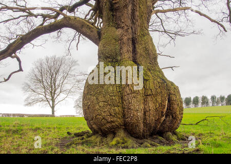 Una struttura ad albero con un tronco a bulbo vicino al fiume Ribble a Hurst Green, Lancashire, Regno Unito. Foto Stock