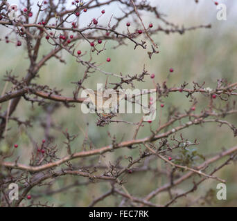 Radde il trillo, Phylloscopus schwarzi, Foto Stock