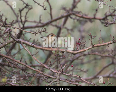 Radde il trillo, Phylloscopus schwarzi, Foto Stock