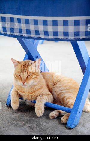 Gatto dorme sotto la sedia blu, Kastellorizo, Grecia Foto Stock