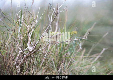 Radde il trillo, Phylloscopus schwarzi, Foto Stock